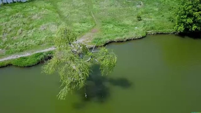柳树躺在河里，根紧贴土壤