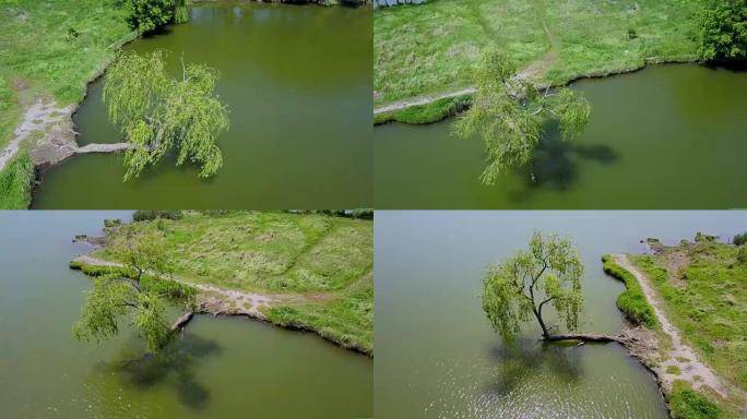 柳树躺在河里，根紧贴土壤
