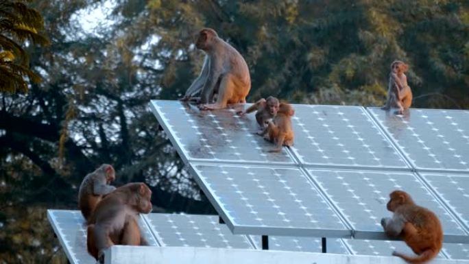 成年猴子坐在屋顶上，幼崽在面板上奔跑