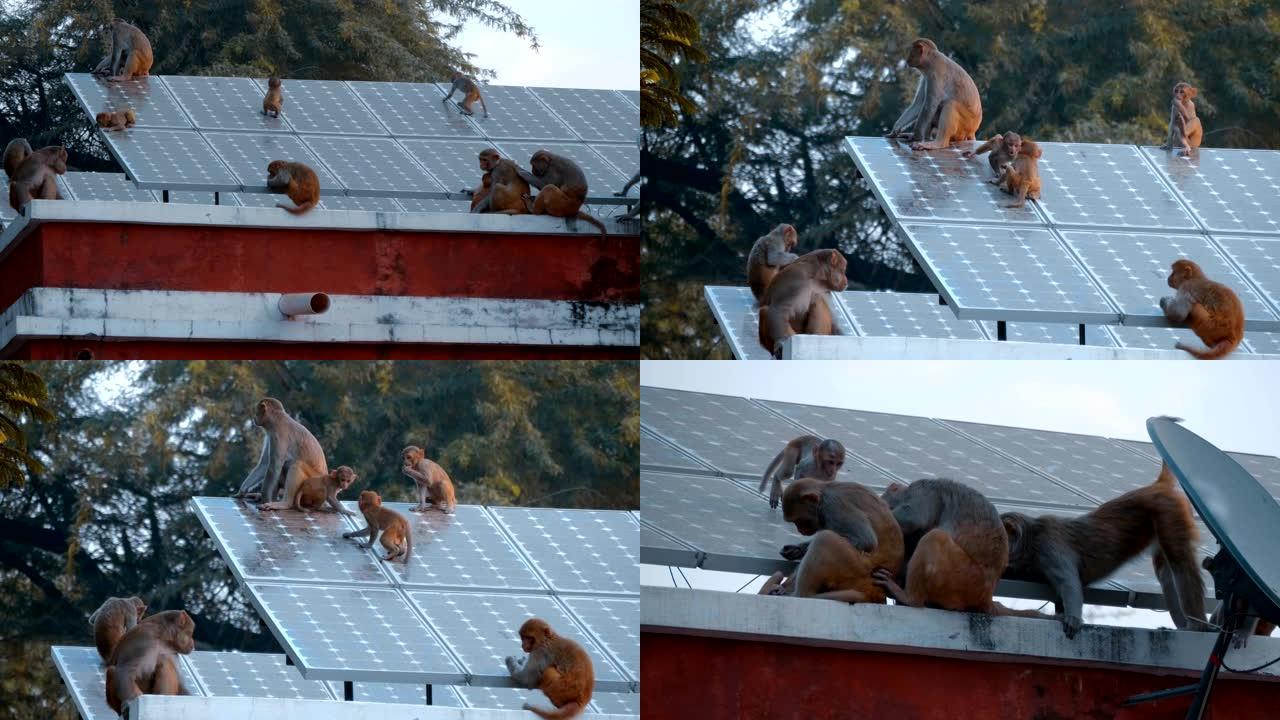 成年猴子坐在屋顶上，幼崽在面板上奔跑