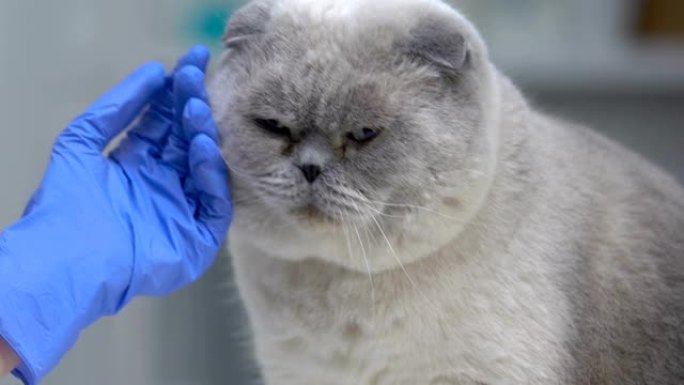 兽医用棉签清洁猫眼，泪渍处理，宠物护理特写