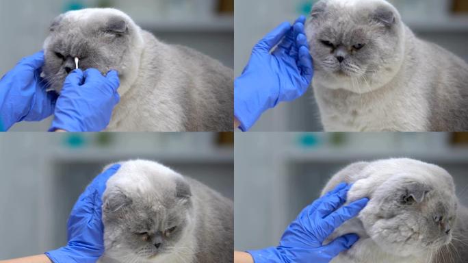兽医用棉签清洁猫眼，泪渍处理，宠物护理特写