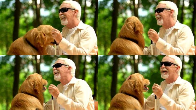 善良的视力障碍的人抚摸导盲犬，坐在公园的长凳上