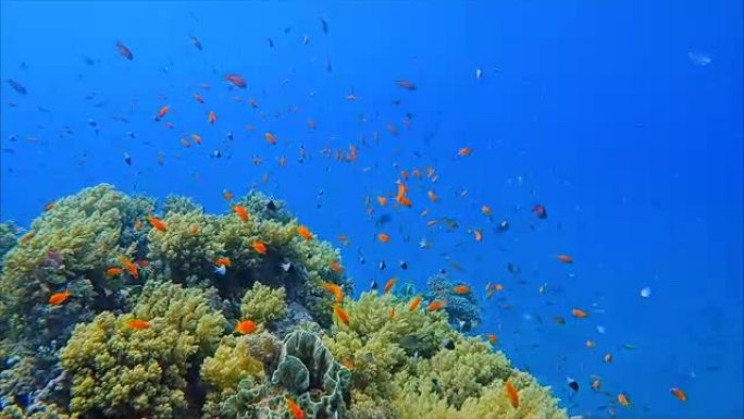 珊瑚礁/红海上的珠宝仙女贝司