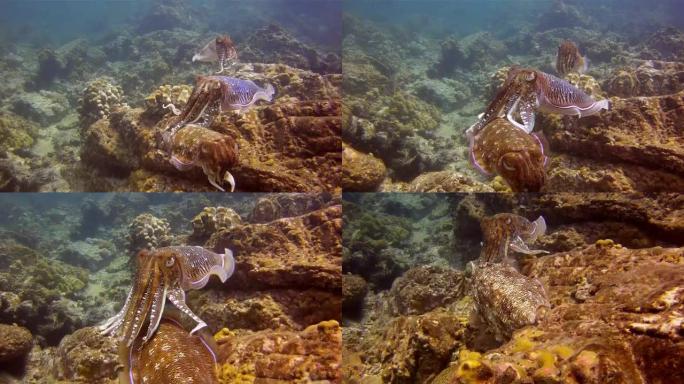 乌贼 (Sepiida) 三只头足类动物正在参加交配仪式。地点是安达曼海，甲米，泰国。这是原始本能动
