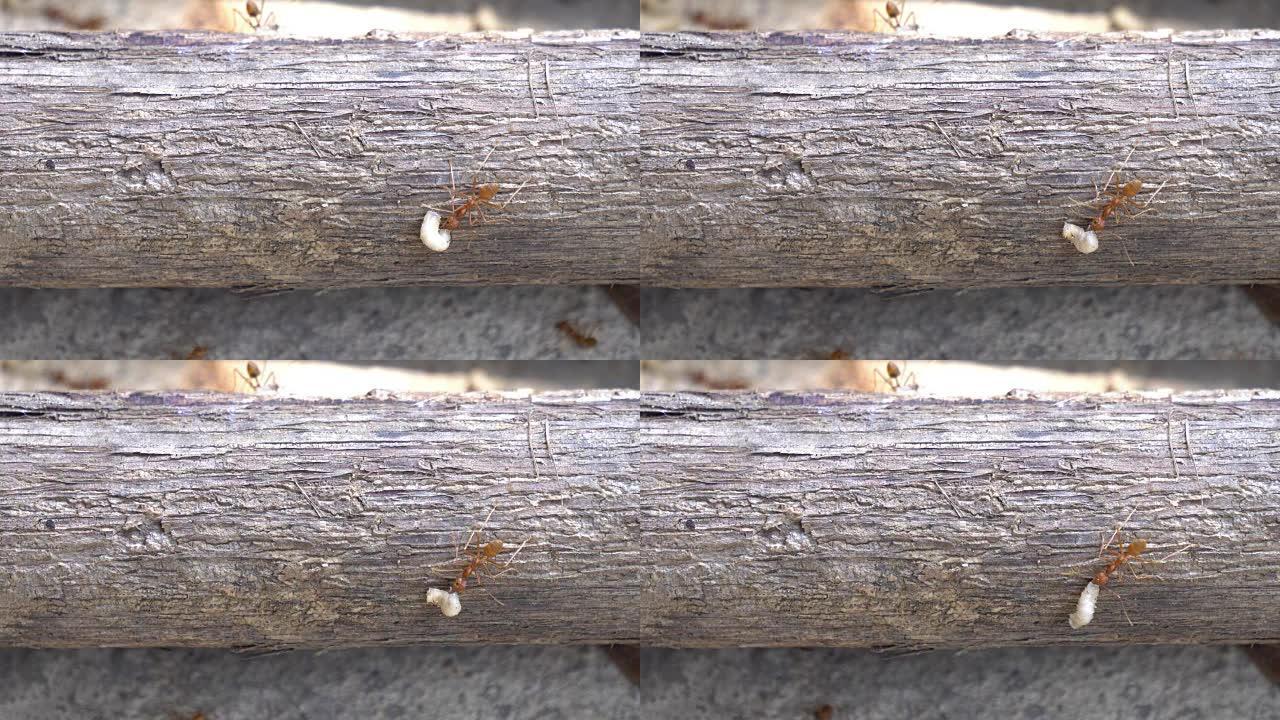 红蚂蚁咬虫子觅食