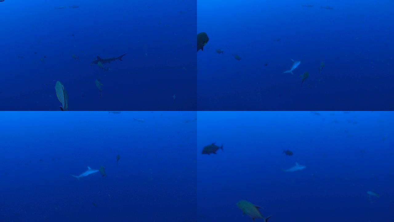 锤头鲨海底世界
