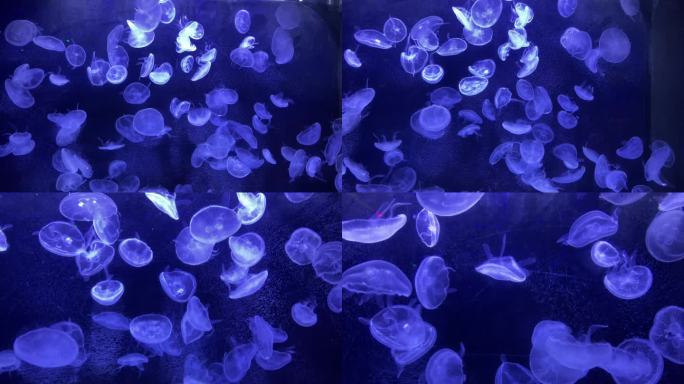 唯美浪漫梦幻一群水母在水下缓缓游动
