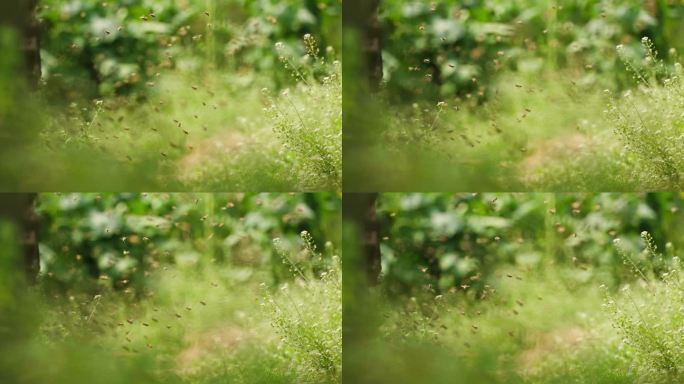 春天的田野养蜂场蜜蜂成群飞舞慢镜头