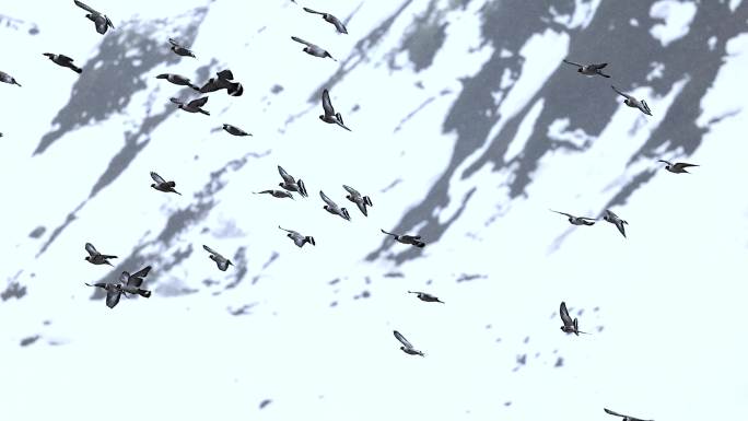 雪山飞翔的鸽群