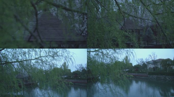 春天里柳岸亭台桥边樱花在河塘岸边盛开视频