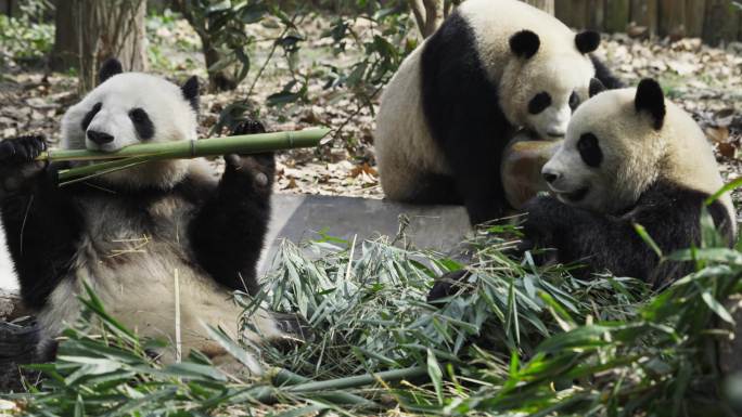 三只坐着吃竹叶的大熊猫