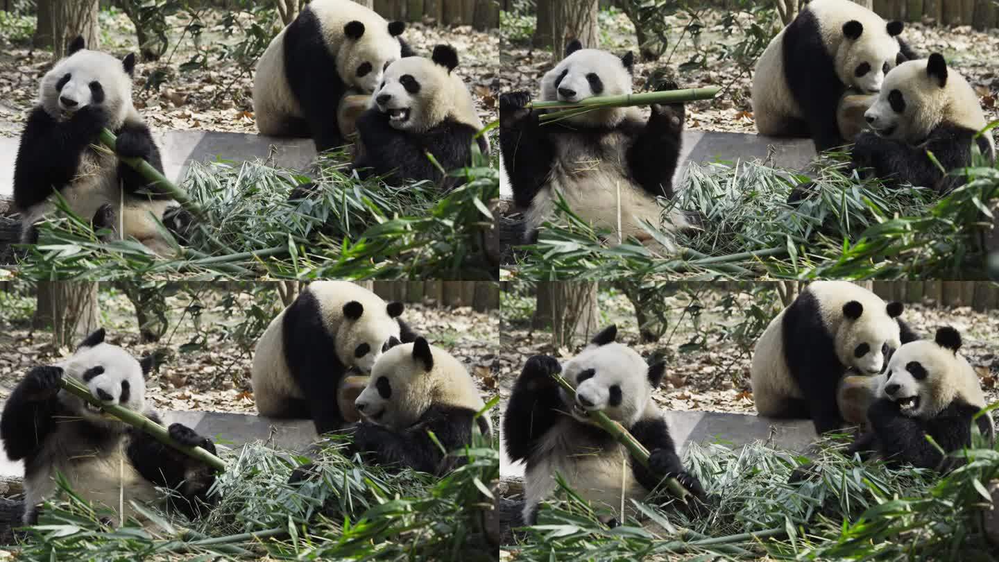 三只坐着吃竹叶的大熊猫