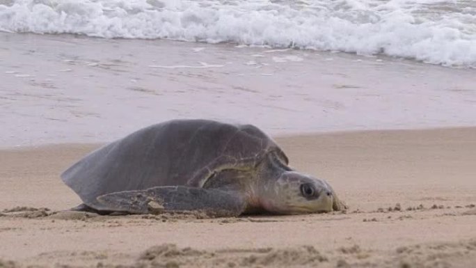 橄榄里德利海龟两栖动物爬行大海海洋生物多