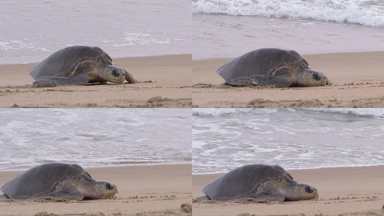 橄榄里德利海龟两栖动物爬行大海海洋生物多