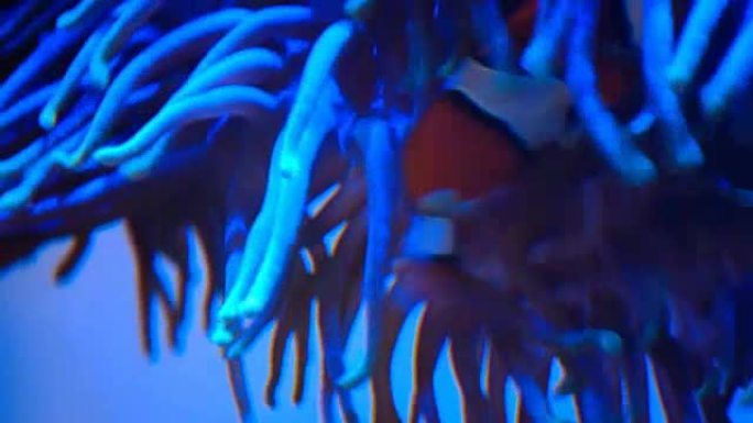小丑鱼在水下与海葵一起游泳