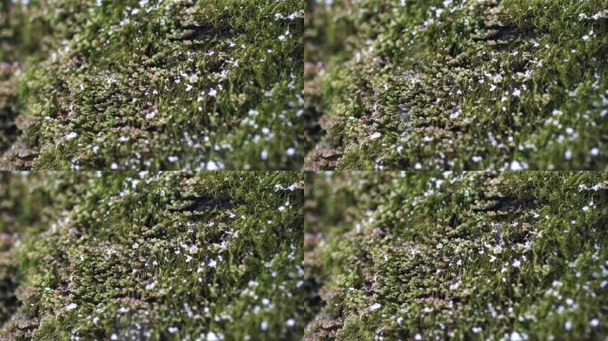 雪花落在苔藓上的特写镜头