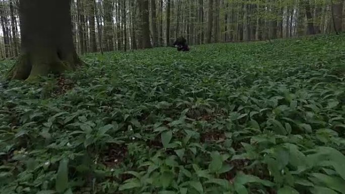 成年男性拍摄绿色森林灌木丛的视频