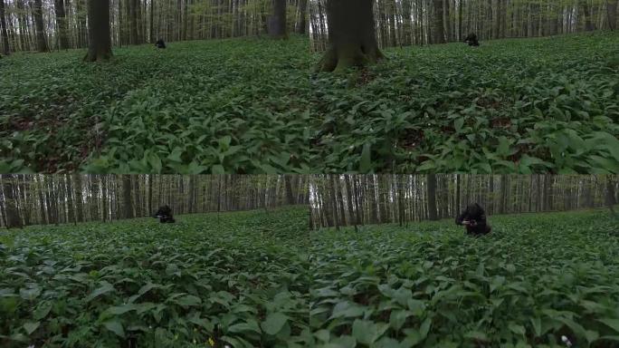 成年男性拍摄绿色森林灌木丛的视频