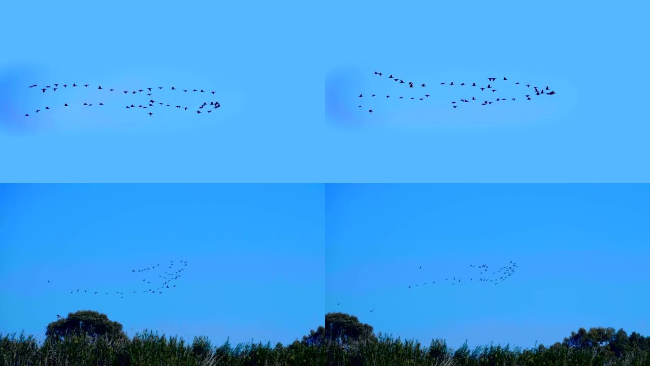 一只楔形的候鸟在蓝天上飞翔，有时会飞过树木