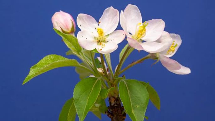 蓝色背景下生长的野生苹果树花的高清延时。在色度关键背景上盛开的花朵，切出背景