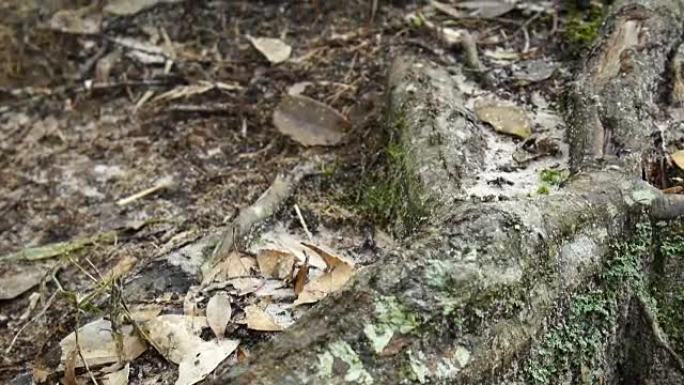 蚂蚁小径穿过森林小径