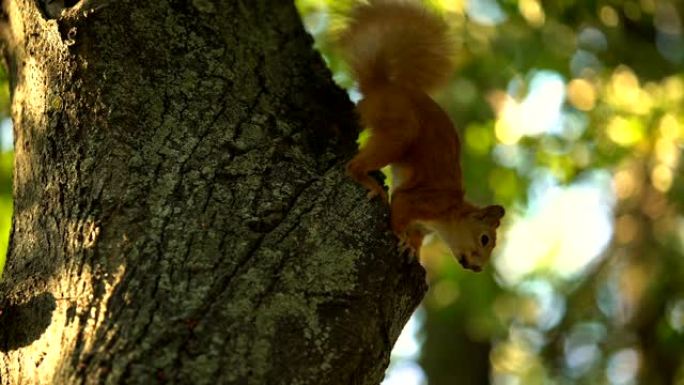 小松鼠在公园的树上跳跃，躲避好奇的人的眼睛