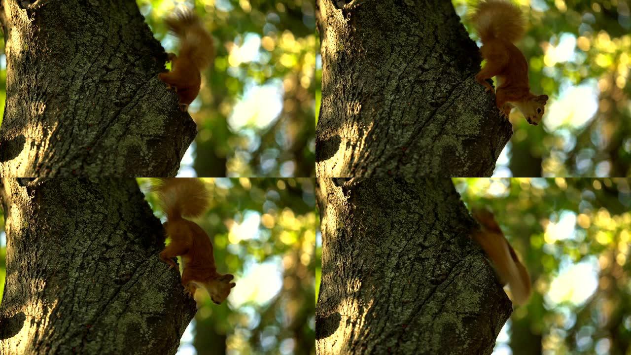 小松鼠在公园的树上跳跃，躲避好奇的人的眼睛