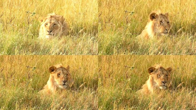 野生非洲狮子