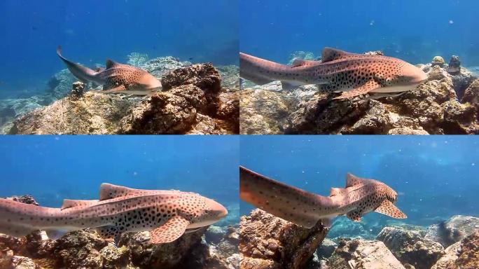 斑马豹鲨 (Stegostoma fasciatum) 游泳。这条鲨鱼附有一条Remora (Ech