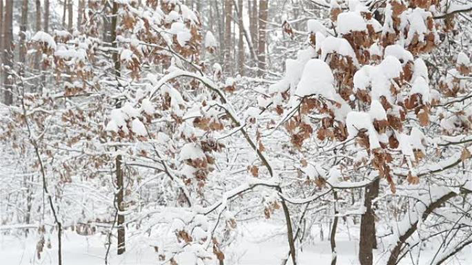 冬季森林。鲜雪下有干叶的橡树。