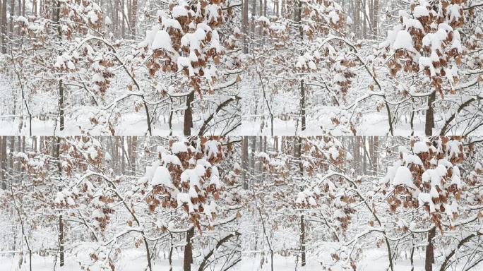 冬季森林。鲜雪下有干叶的橡树。