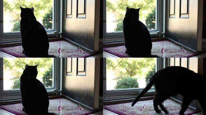 黑猫坐在敞开的门附近