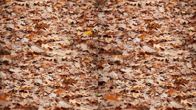 秋天的城市公园落叶。