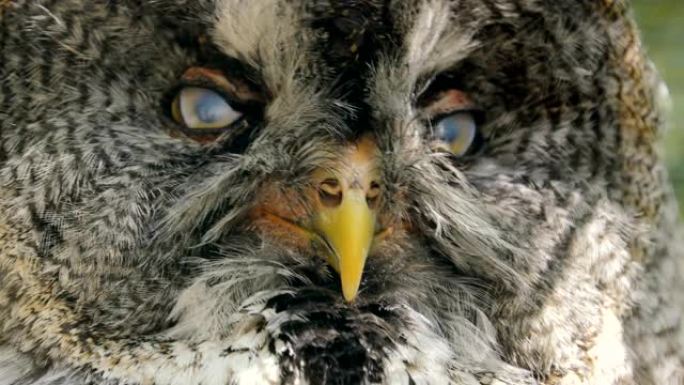 大灰鸮 (Strix nebulosa) 是一种非常大的猫头鹰，按长度被记录为世界上最大的猫头鹰物种