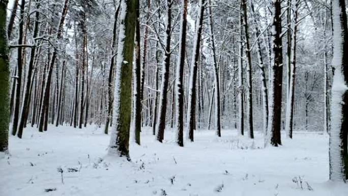 美丽的白雪覆盖的野生森林，自然保留，冬季景观，景观