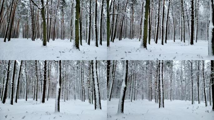 美丽的白雪覆盖的野生森林，自然保留，冬季景观，景观