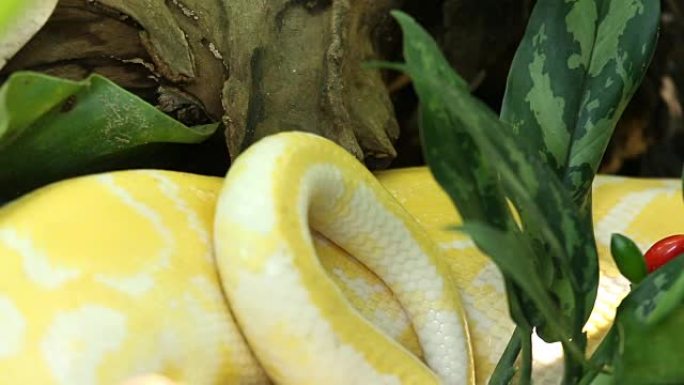 黄色宝儿毒蛇、蟒蛇