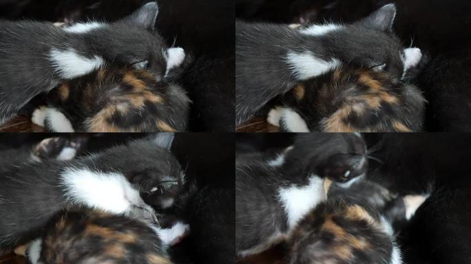 猫母乳喂养小猫