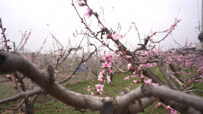 桃花枝