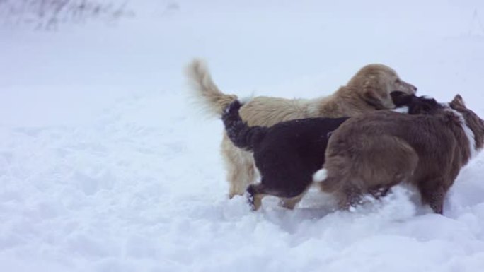 狗在雪地里玩耍雪地冬季