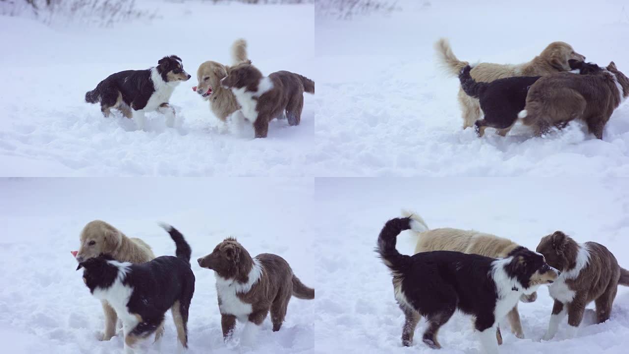 狗在雪地里玩耍雪地冬季