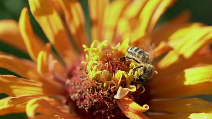 蜜蜂在花上采摘花粉