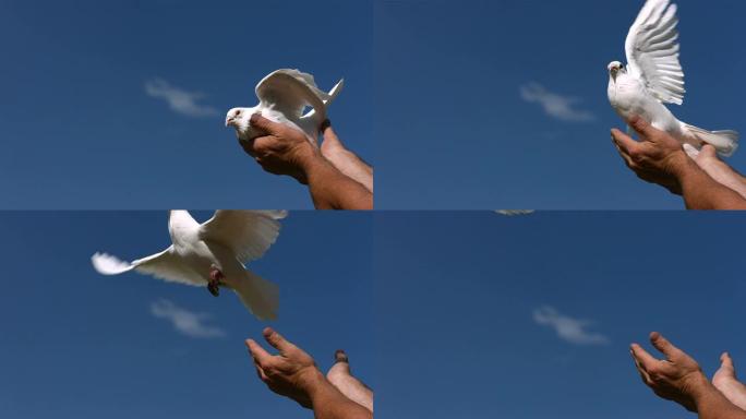 鸽子被释放到天空中，慢动作