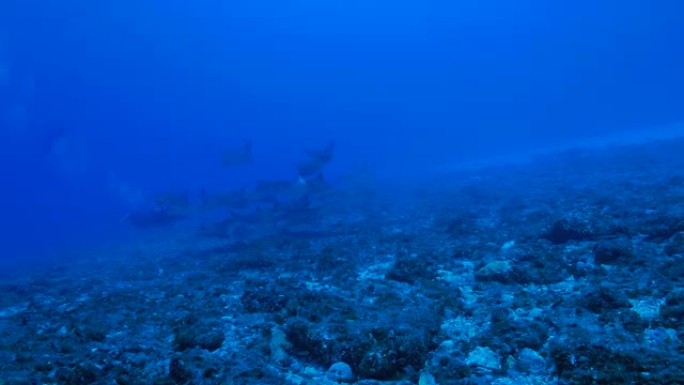 日本珊瑚礁的cowose射线学校