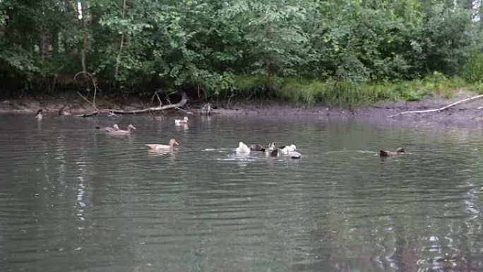 池塘上的鸭子。池塘上的鸭子