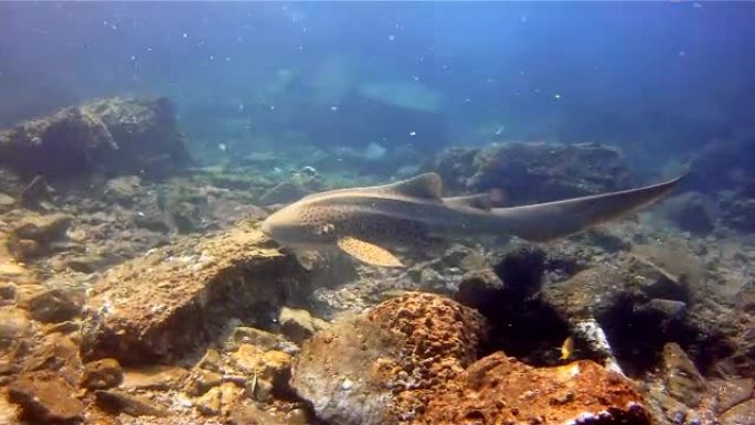 斑马豹鲨 (Stegostoma fasciatum) 游泳。这条鲨鱼附有一条Remora (Ech