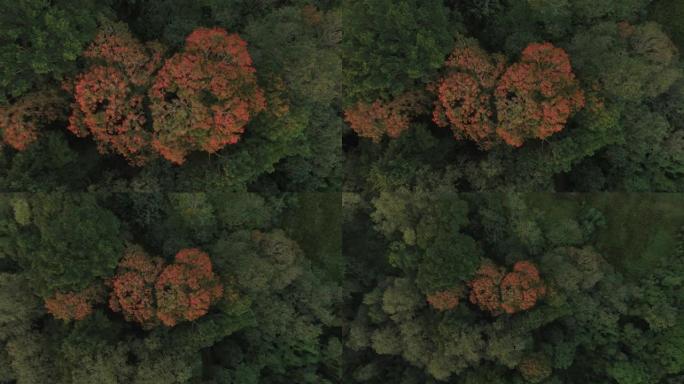 空中无人机拍摄了巴西森林中的一棵红树