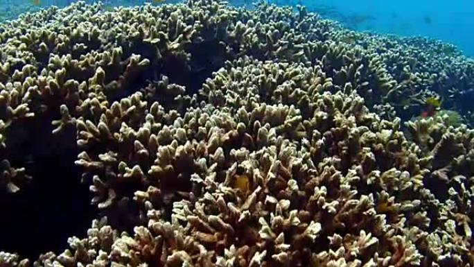 彩色珊瑚海底拍摄珊瑚特写