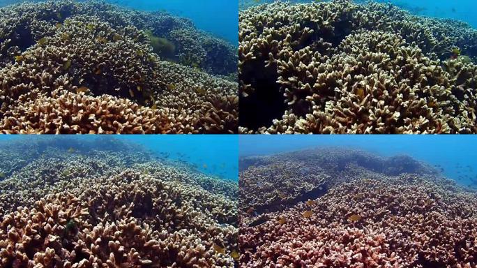 彩色珊瑚海底拍摄珊瑚特写